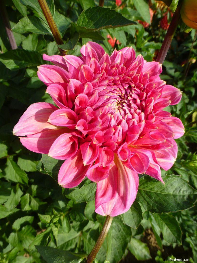 Dahlia Pink Sylvia (jiřina) Dahlia Pink Sylvia (jiřina)