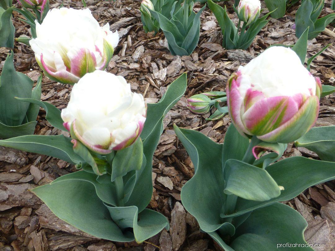 Tulipa Ice Cream (tulipán) Tulipa Ice Cream (tulipán)