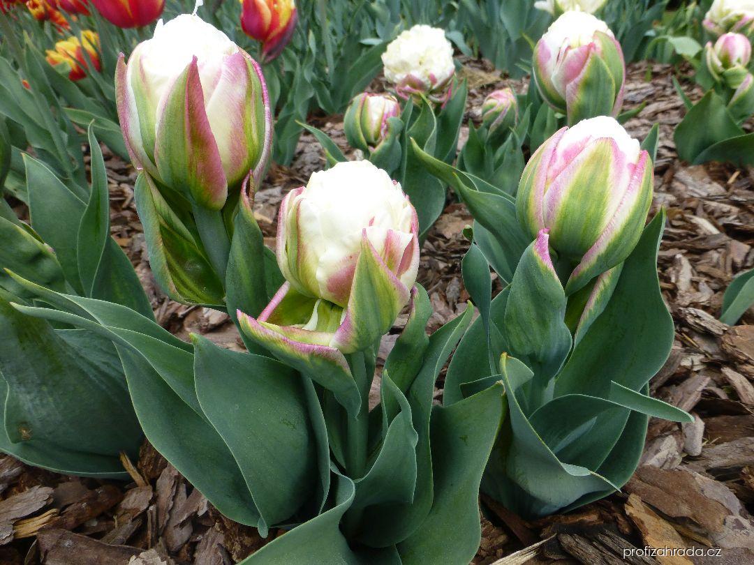 Tulipa Ice Cream (tulipán) Tulipa Ice Cream (tulipán)