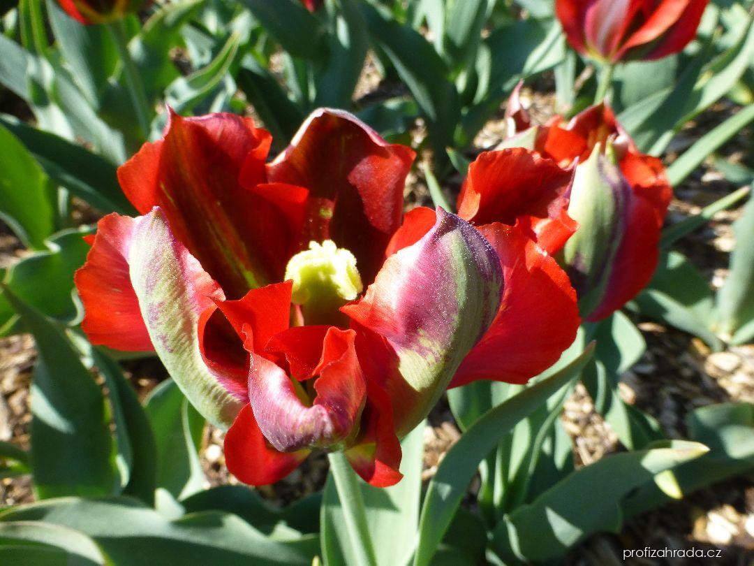 Tulipa Hollywood (tulipán) Tulipa Hollywood (tulipán)