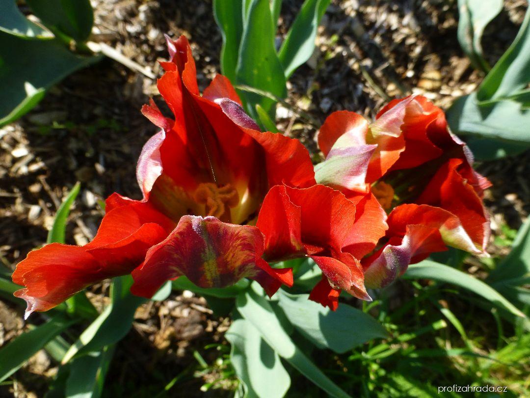 Tulipa Hollywood (tulipán) Tulipa Hollywood (tulipán)