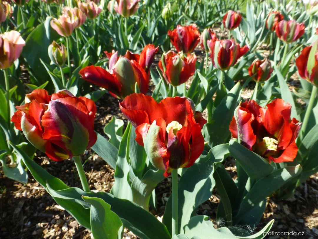 Tulipa Hollywood (tulipán) Tulipa Hollywood (tulipán)