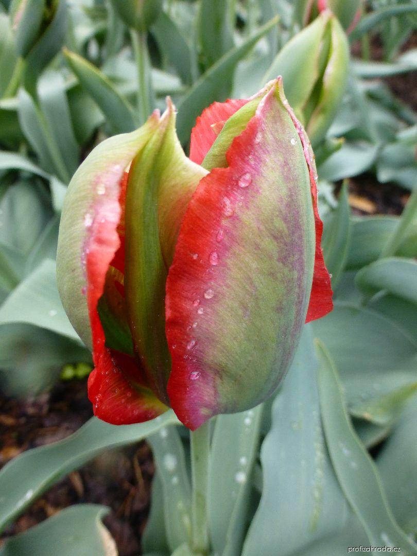 Tulipa Hollywood (tulipán) Tulipa Hollywood (tulipán)