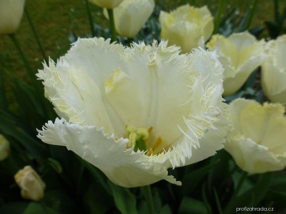 Tulipa Maja (tulipán) Tulipa Maja (tulipán)