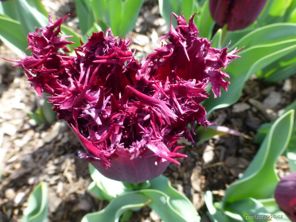 Tulipa Black Jewel (tulipán) Tulipa Black Jewel (tulipán)