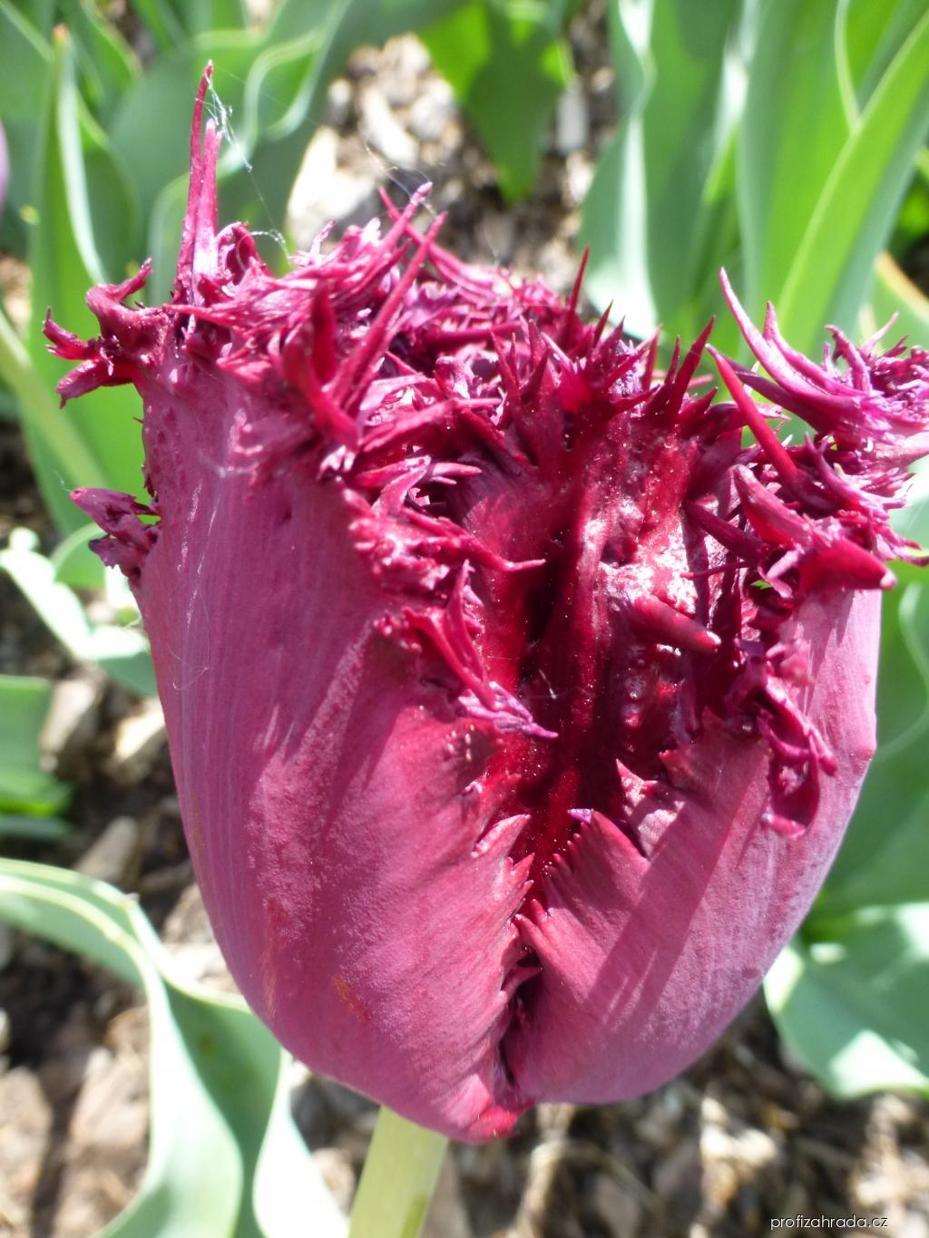 Tulipa Black Jewel (tulipán) Tulipa Black Jewel (tulipán)