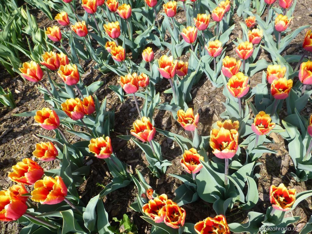 Tulipa Palmares (tulipán) Tulipa Palmares (tulipán)