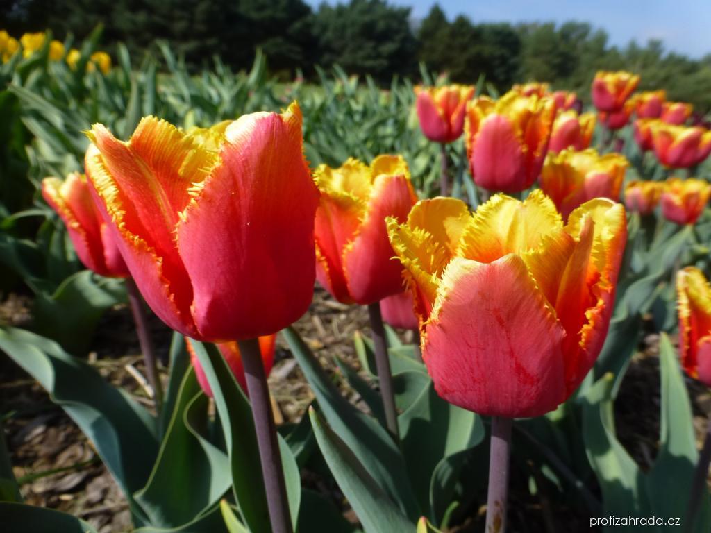 Tulipa Palmares (tulipán) Tulipa Palmares (tulipán)