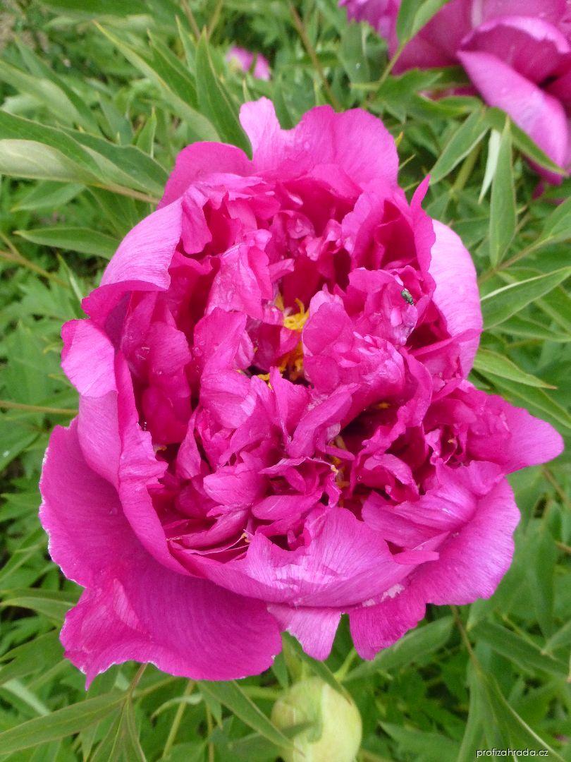 Paeonia suffruticosa He Ping Hong Xiu Qui (pivoňka keřovitá) Paeonia suffruticosa He Ping Hong Xiu Qui (pivoňka keřovitá)