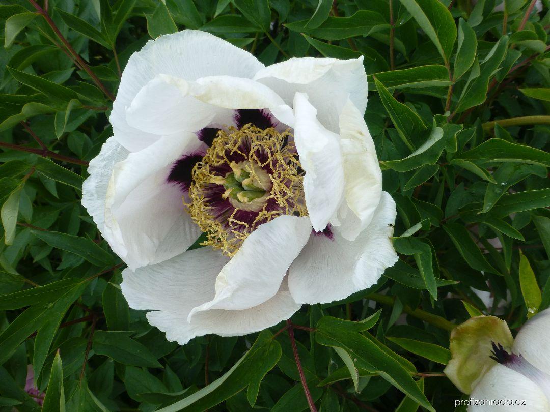 Paeonia suffruticosa Ren Mian Tao Hua (pivoňka keřovitá) Paeonia suffruticosa Ren Mian Tao Hua (pivoňka keřovitá)