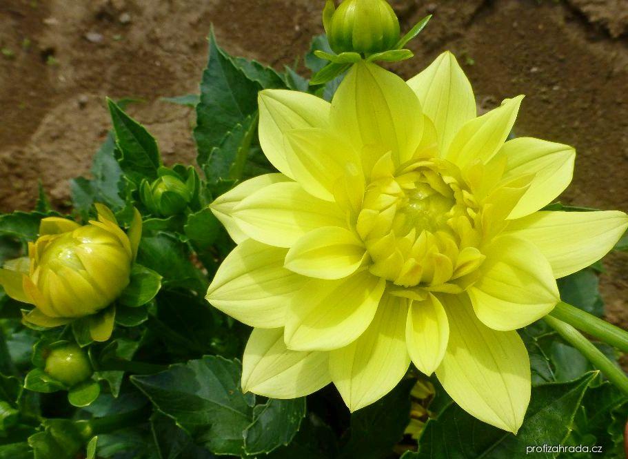 Dahlia Luna (jiřina) Dahlia Luna (jiřina)