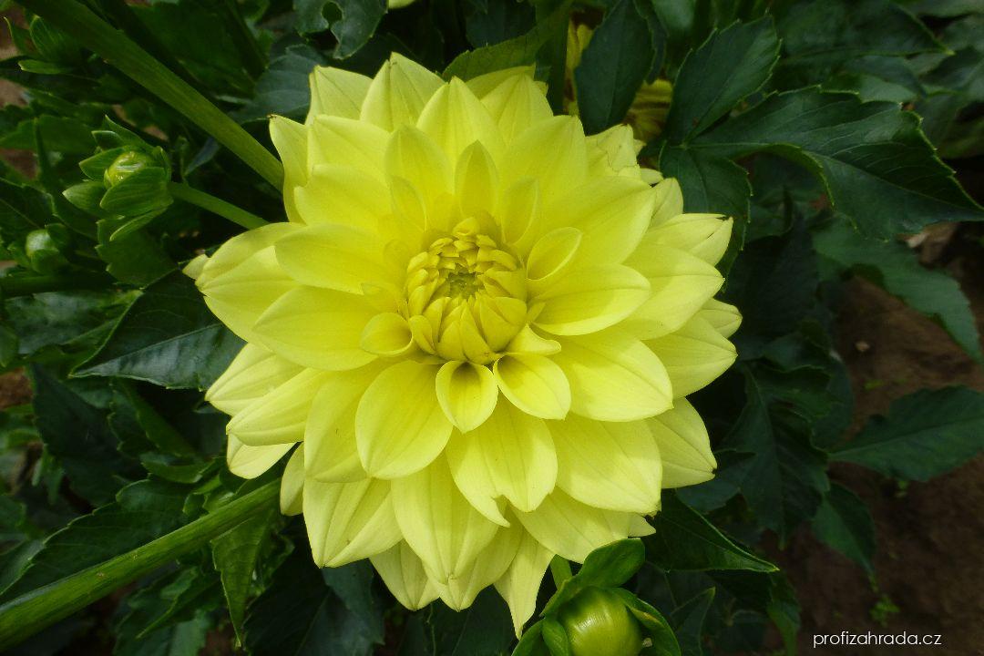 Dahlia Luna (jiřina) Dahlia Luna (jiřina)
