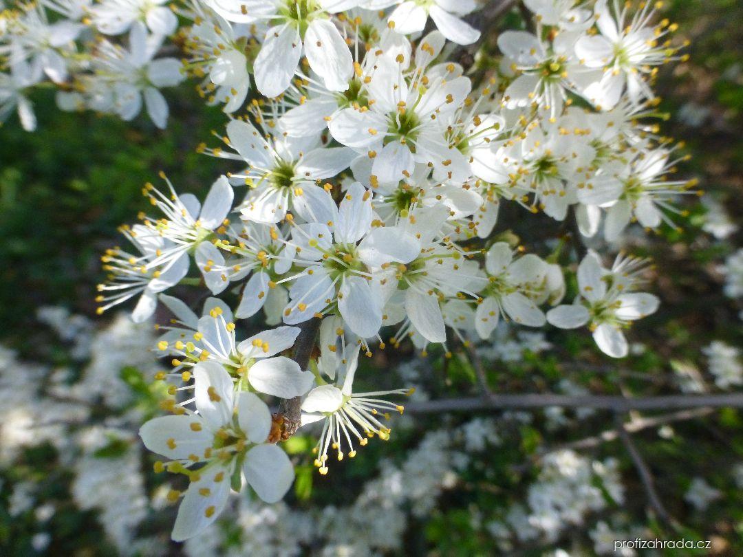 Prunus spinosa L. (trnka obecná) Prunus spinosa L. (trnka obecná)