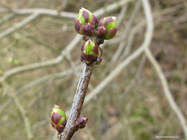 Sambucus racemosa L. (bez červený) Sambucus racemosa L. (bez červený)