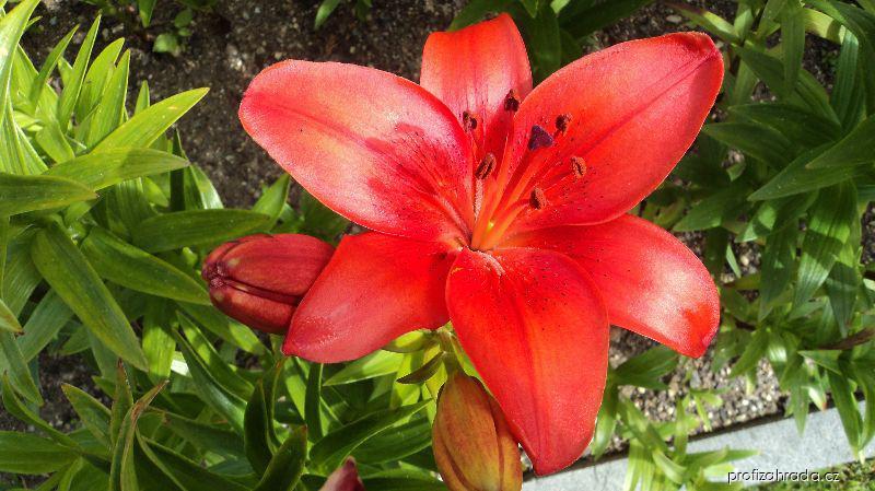Lilium x hybridum Crimson Pixie (lilie) Lilium x hybridum Crimson Pixie (lilie)