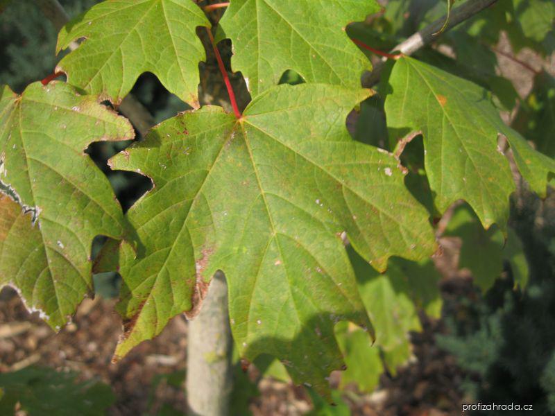 Acer saccharum MARSH. (javor cukrový) Acer saccharum MARSH. (javor cukrový)