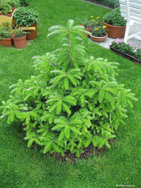 Abies koreana WILS. (jedle korejská) Abies koreana WILS. (jedle korejská)