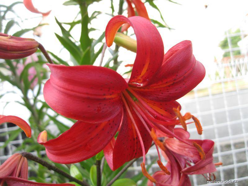 Lilium x hybridum Gavota (lilie) Lilium x hybridum Gavota (lilie)