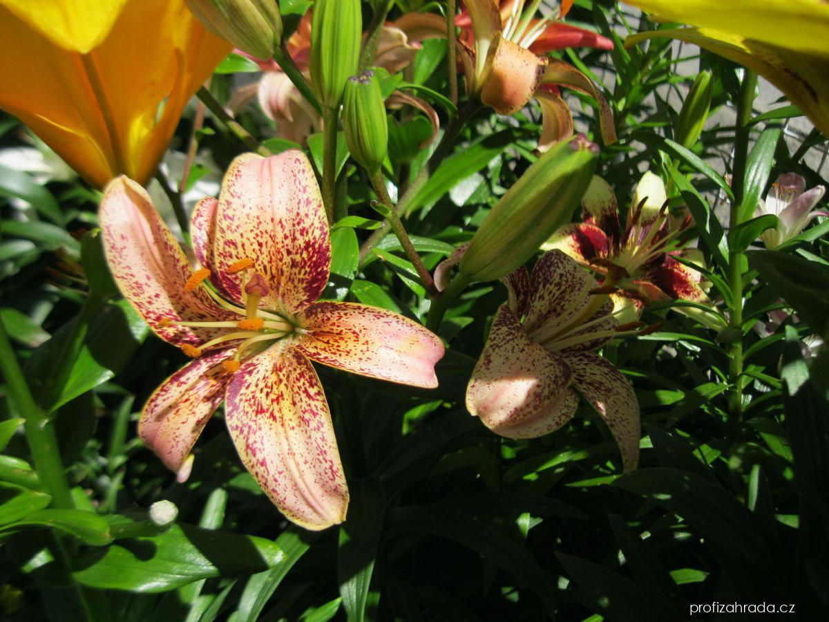 Lilium x hybridum Tropical Breeze (lilie) Lilium x hybridum Tropical Breeze (lilie)