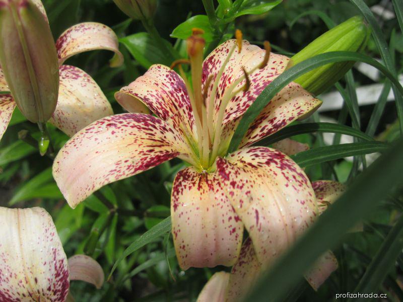Lilium x hybridum Tropical Breeze (lilie) Lilium x hybridum Tropical Breeze (lilie)