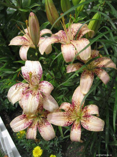 Lilium x hybridum Tropical Breeze (lilie) Lilium x hybridum Tropical Breeze (lilie)