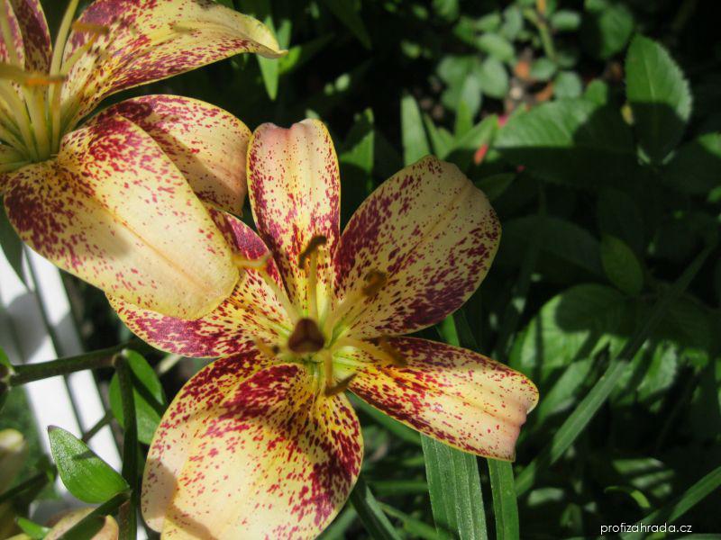 Lilium x hybridum Tropical Breeze (lilie) Lilium x hybridum Tropical Breeze (lilie)