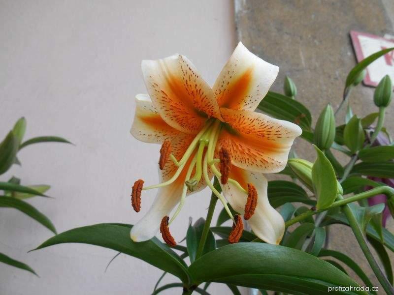Lilium x hybridum Lady Alice (lilie) Lilium x hybridum Lady Alice (lilie)