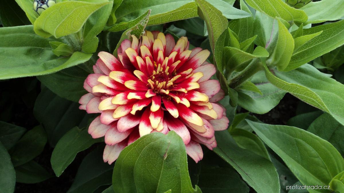 Zinnia elegans Swiz Cherry White (ostálka sličná) Zinnia elegans Swiz Cherry White (ostálka sličná)