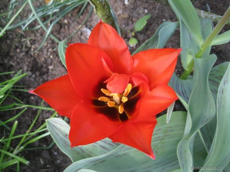 Tulipa kaufmanniana Scarlet Baby (tulipán Kaufmannův) Tulipa kaufmanniana Scarlet Baby (tulipán Kaufmannův)