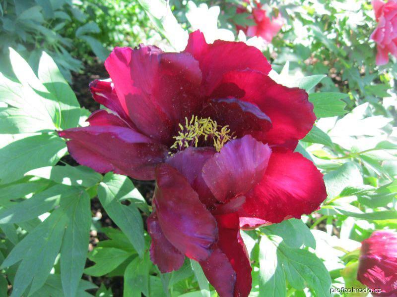 Paeonia suffruticosa Suminagare (pivoňka keřovitá) Paeonia suffruticosa Suminagare (pivoňka keřovitá)
