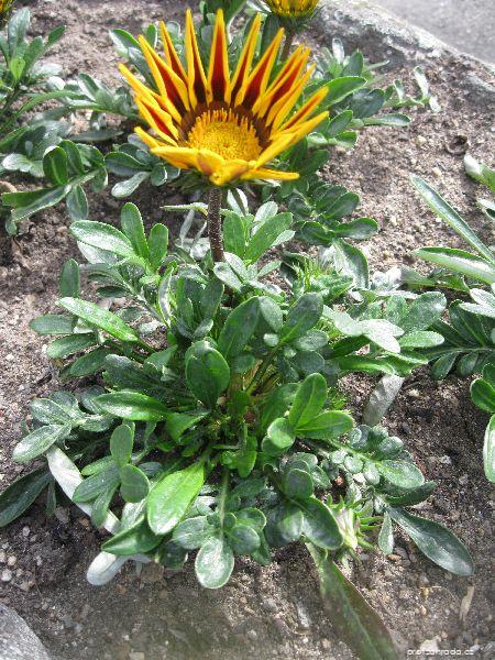 Gazania rigens Red Stripe (gazánie zářivá) Gazania rigens Red Stripe (gazánie zářivá)
