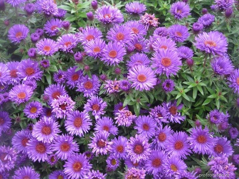 Symphyotrichum novae-angliae Purple Dome (hvězdnice novoanglická) Symphyotrichum novae-angliae Purple Dome (hvězdnice novoanglická)