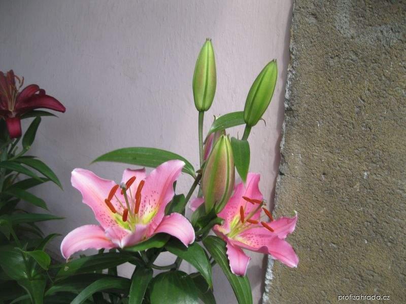 Lilium x hybridum Medusa (lilie) Lilium x hybridum Medusa (lilie)