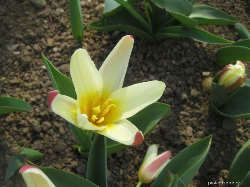 Tulipa kaufmanniana Johan Straus (tulipán Kaufmannův) Tulipa kaufmanniana Johan Straus (tulipán Kaufmannův)