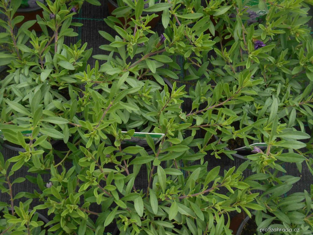 Calibrachoa (kalibrachoa) Calibrachoa (kalibrachoa)