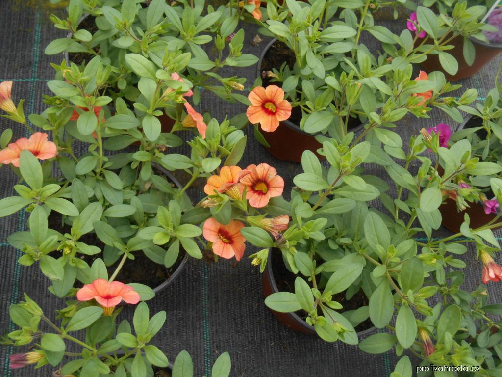 Calibrachoa (kalibrachoa) Calibrachoa (kalibrachoa)
