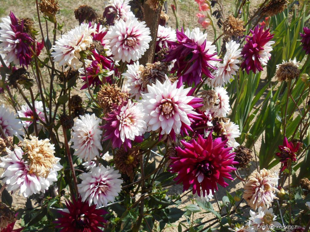 Dahlia Rebeccas World (jiřina) Dahlia Rebeccas World (jiřina)