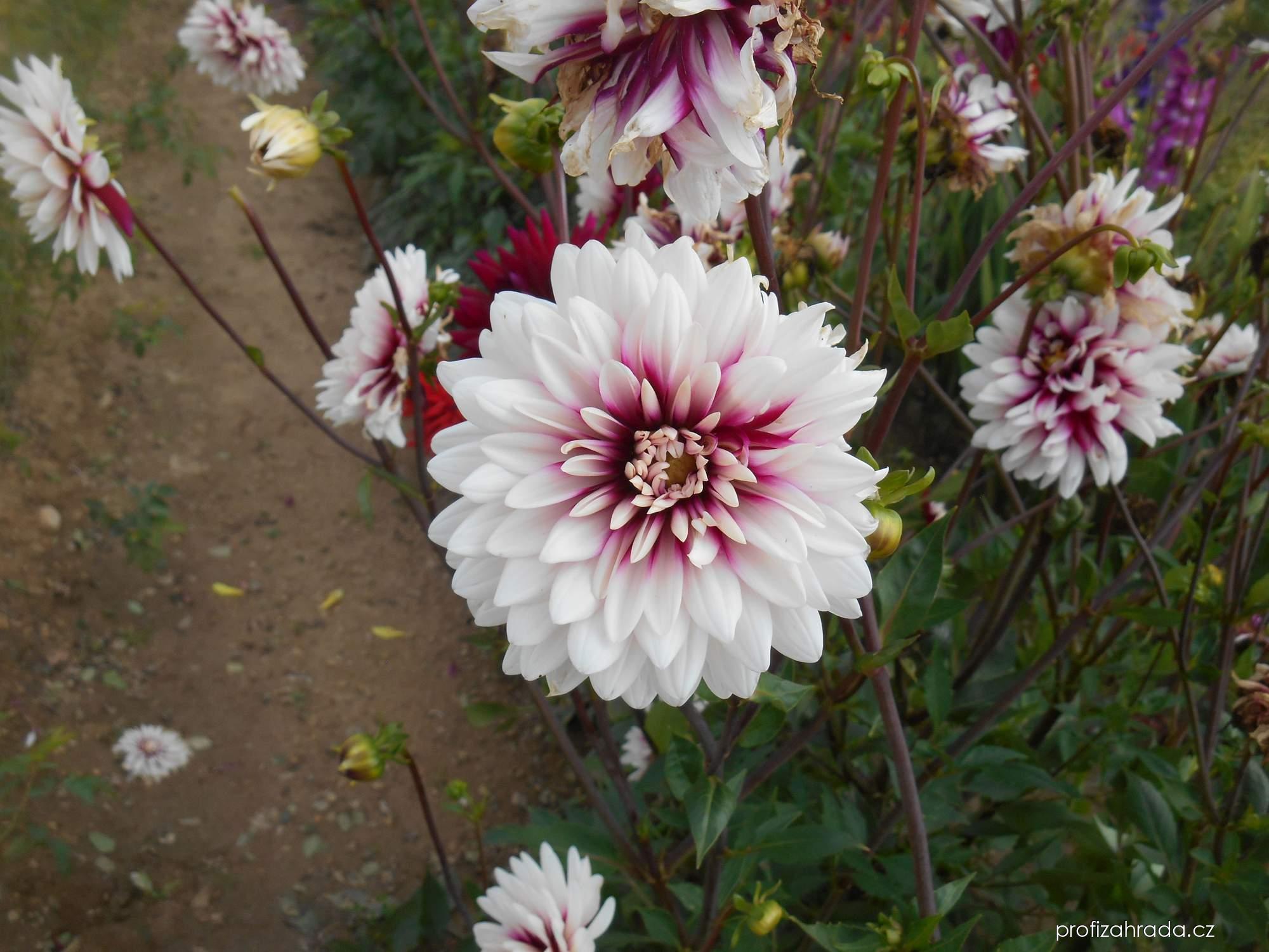 Dahlia Rebeccas World (jiřina) Dahlia Rebeccas World (jiřina)