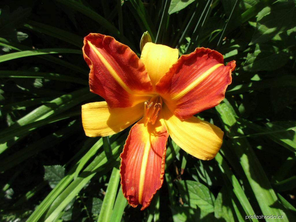 Hemerocallis Frans Hals (Flory, 1955) (denivka) Hemerocallis Frans Hals (Flory, 1955) (denivka)