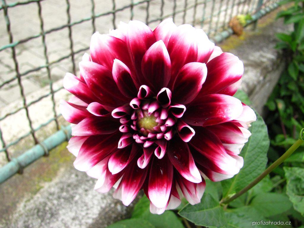 Dahlia pinnata CAV. (jiřina zahradní) Dahlia pinnata CAV. (jiřina zahradní)