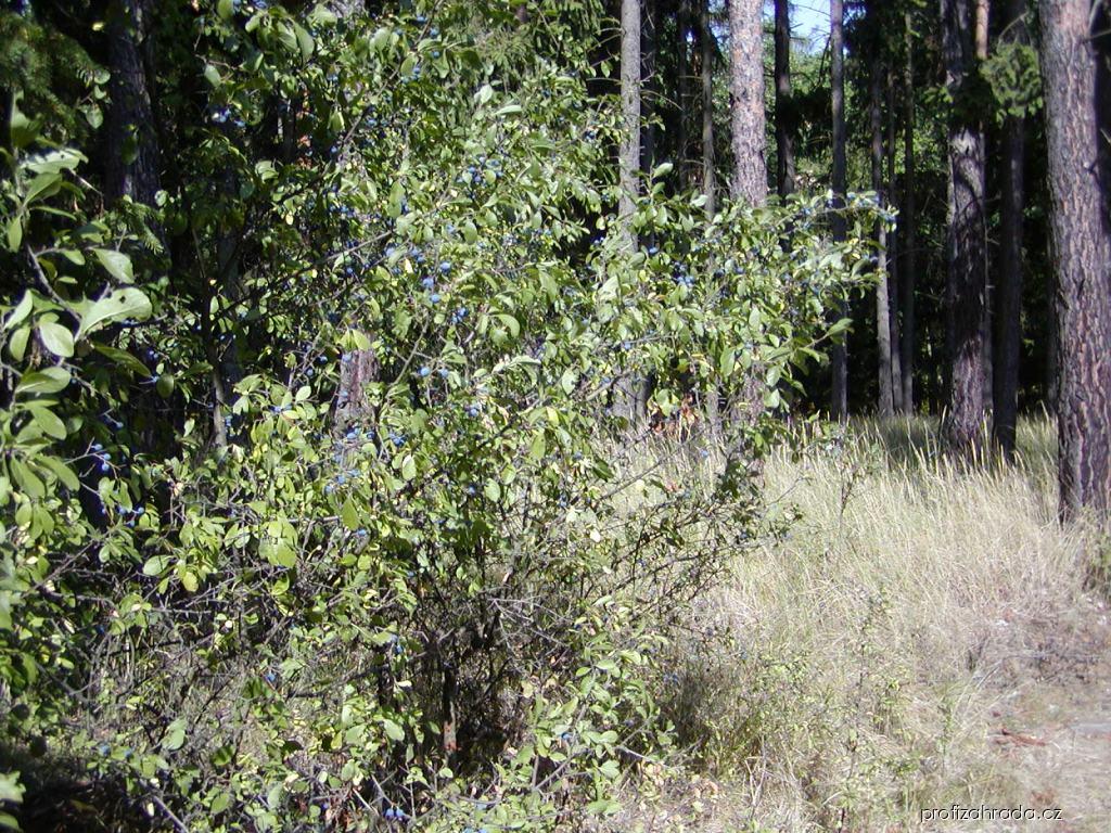 Prunus spinosa L. (trnka obecná) Prunus spinosa L. (trnka obecná)