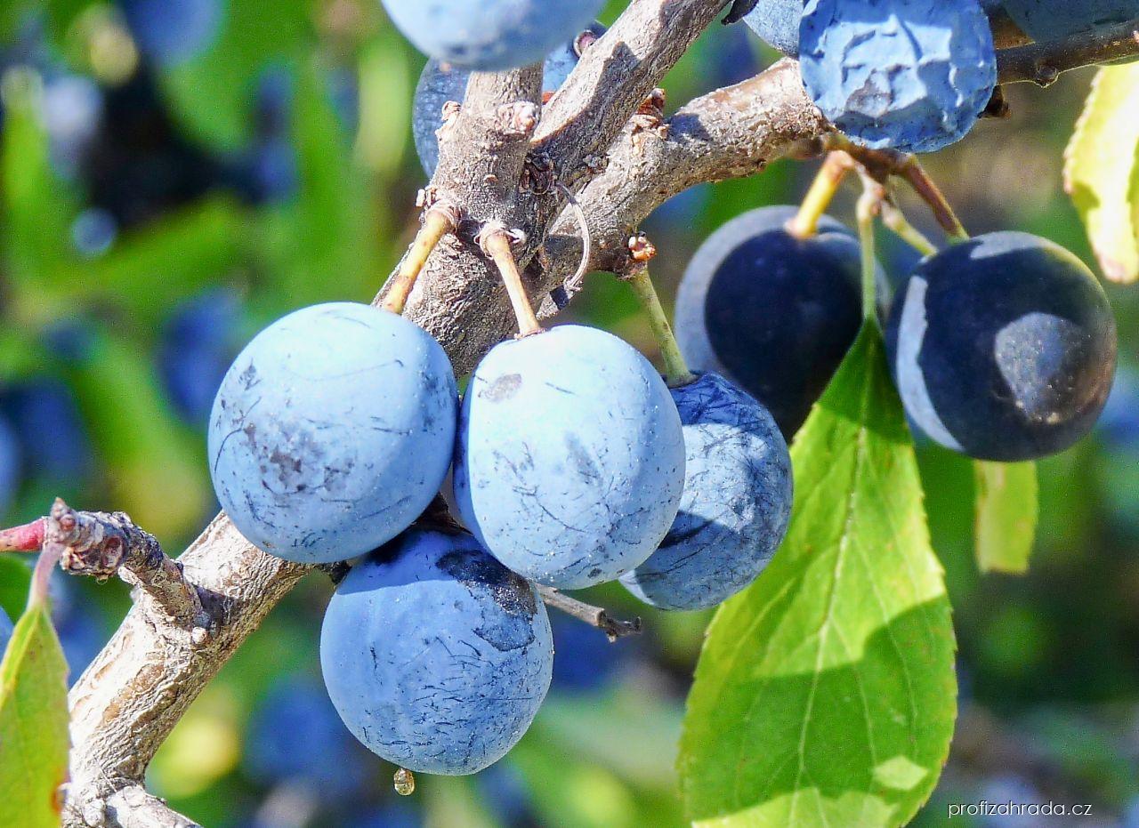 Prunus spinosa L. (trnka obecná) Prunus spinosa L. (trnka obecná)