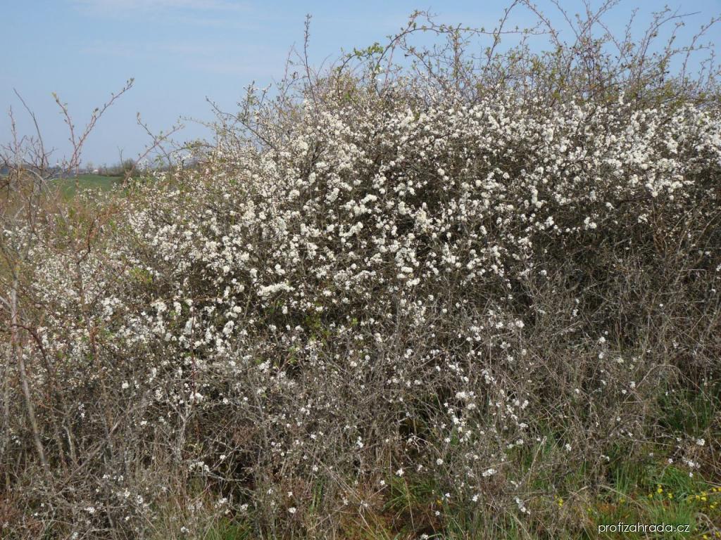 Prunus spinosa L. (trnka obecná) Prunus spinosa L. (trnka obecná)