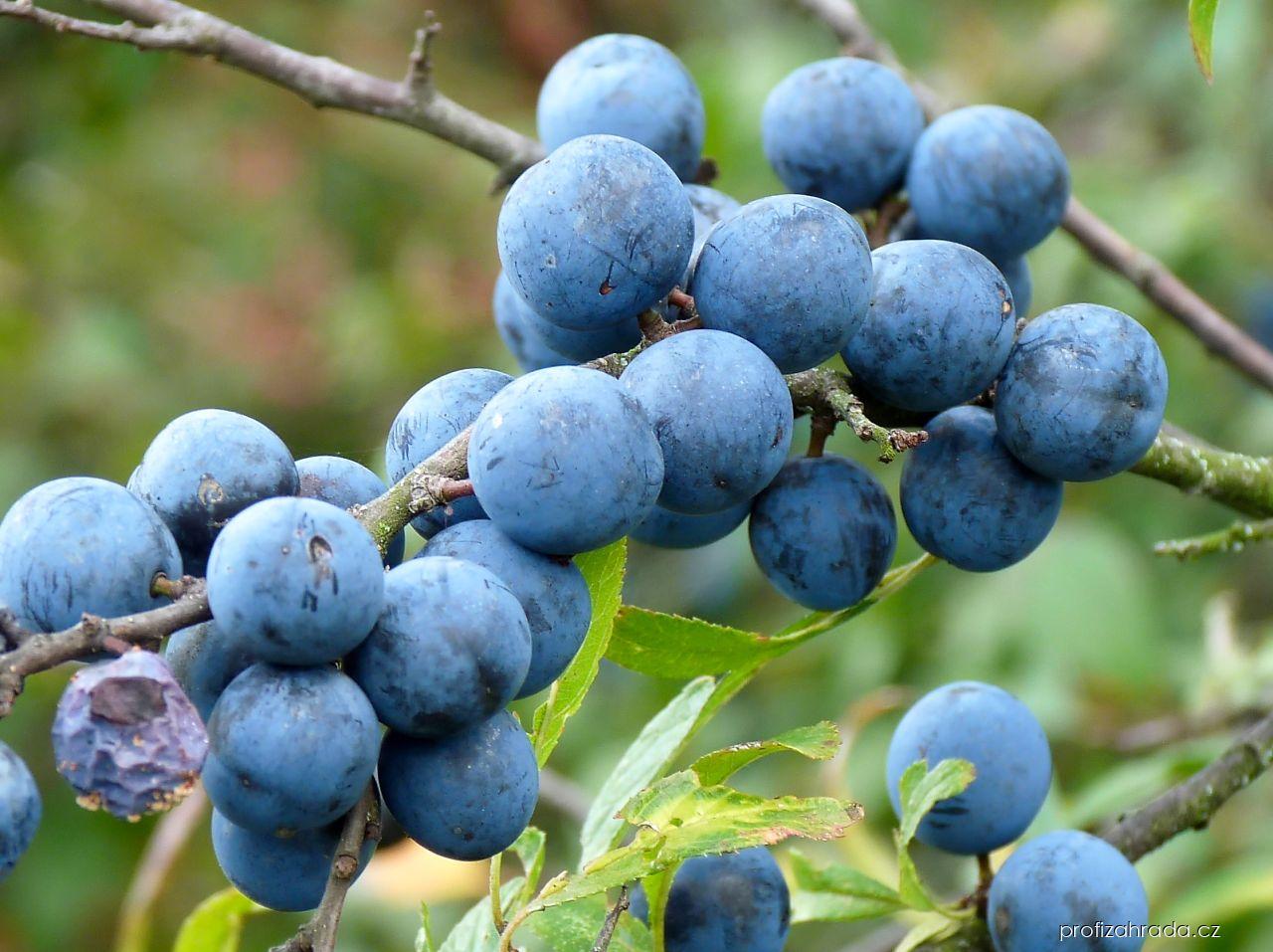 Prunus spinosa L. (trnka obecná) Prunus spinosa L. (trnka obecná)