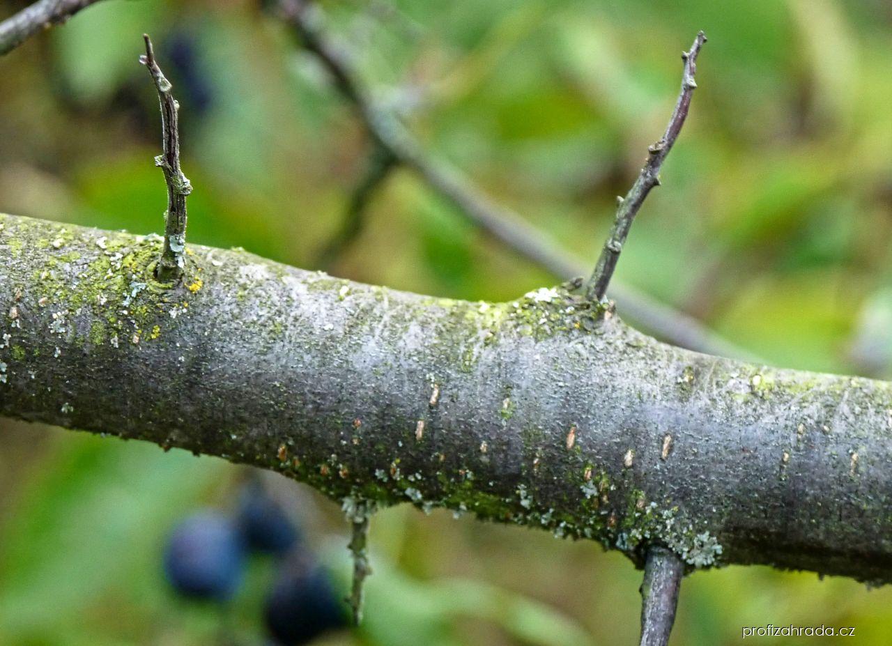 Prunus spinosa L. (trnka obecná) Prunus spinosa L. (trnka obecná)