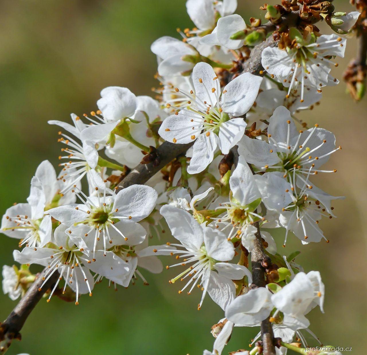 Prunus spinosa L. (trnka obecná) Prunus spinosa L. (trnka obecná)