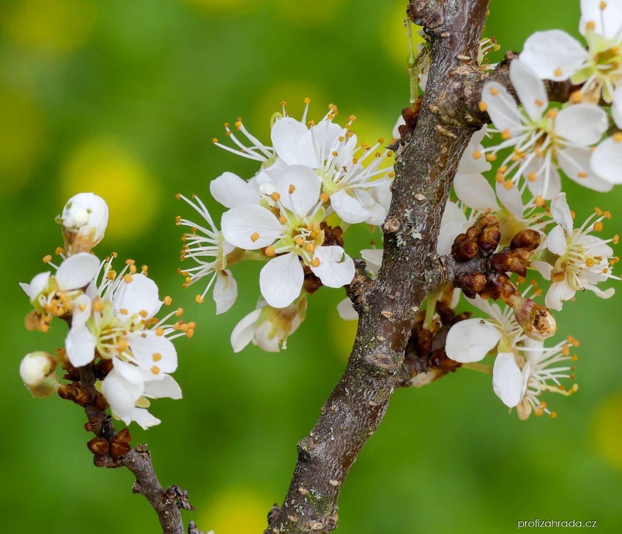 Prunus spinosa L. (trnka obecná) Prunus spinosa L. (trnka obecná)