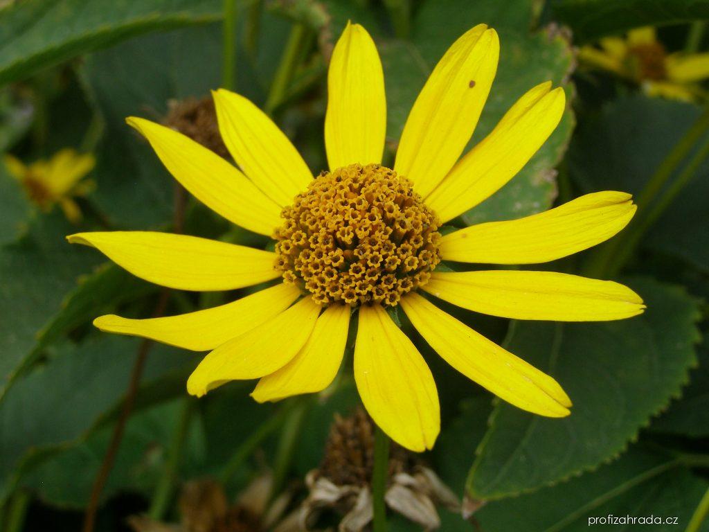 Heliopsis helianthoides (L.) SWEET (janeba drsná) Heliopsis helianthoides (L.) SWEET (janeba drsná)