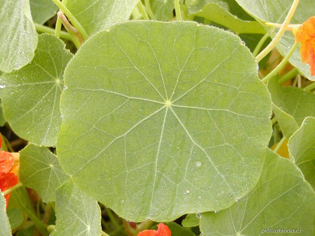 Tropaeolum majus L. (lichořeřišnice) Tropaeolum majus L. (lichořeřišnice)