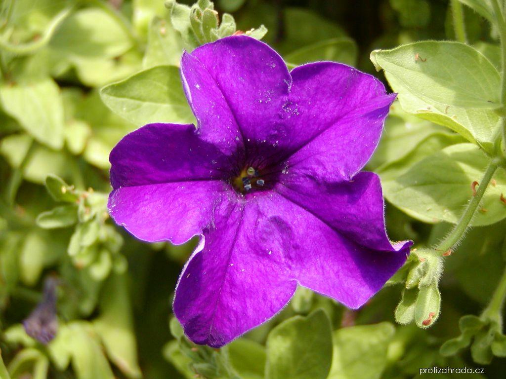 Petunia Surfinia Blue (surfinie) Petunia Surfinia Blue (surfinie)